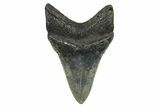 Serrated, Fossil Megalodon Tooth - North Carolina #378100-1